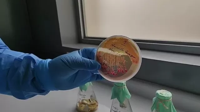 Todas las bacterias que pueden acumular tu mascarilla. (Foto: INS)