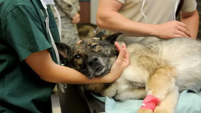 Un veterinario explicó por lo que pasa un perro antes de morir