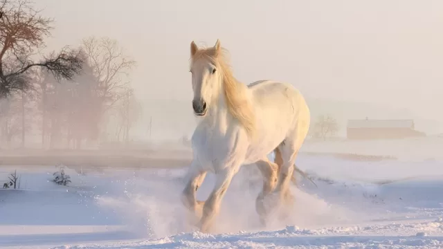 Los significados de soñar con caballos blancos