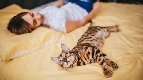 ¿Cuál es el significado de soñar con gatos?