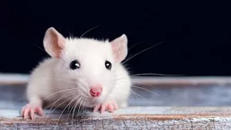 El significado de soñar con ratas blancas
