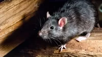 ¿Qué significa soñar con ratas vivas y grandes?