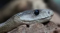 ¿Cuál es el significado de soñar con serpientes?