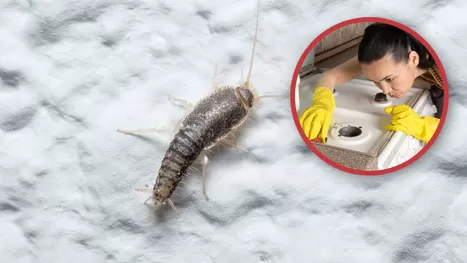 ¿Cómo detectar una plaga de pececillos de plata en tu casa?