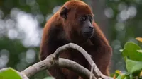 Aprende a compostar y ayudarás a la Isla de los Monos en Iquitos