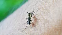 Tipos de dengue: ¿en qué casos puede ser mortal?