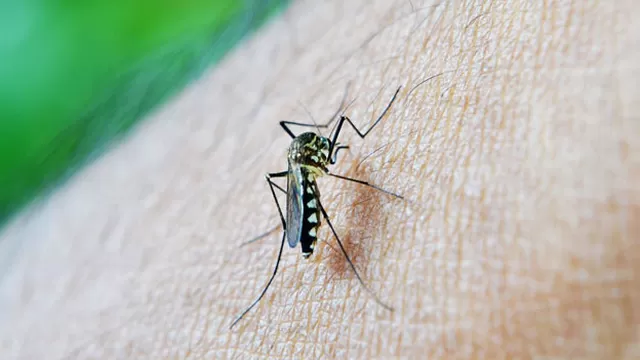 Lo que debes saber sobre el dengue (Foto: Pixabay)